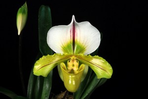 Paphiopedilum Hung Sheng Spice Honey HCC 75 pts.